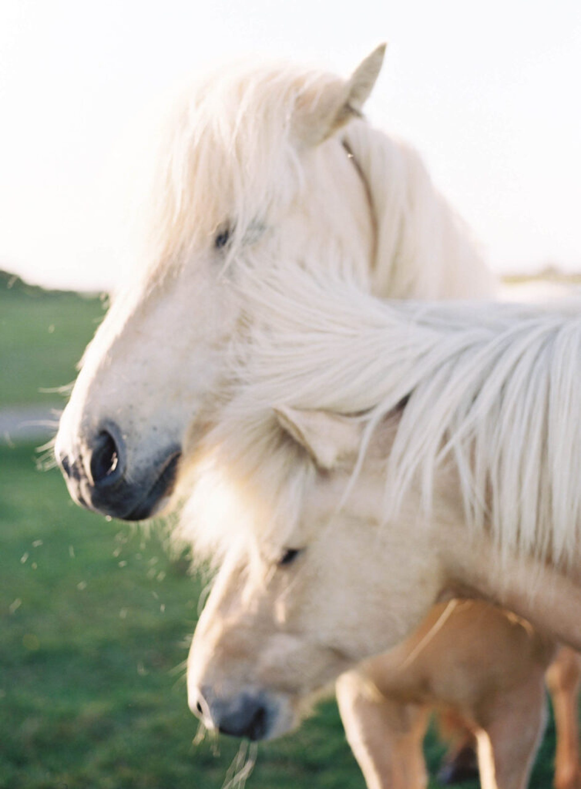 Icelandic-Horses-3-754x1024